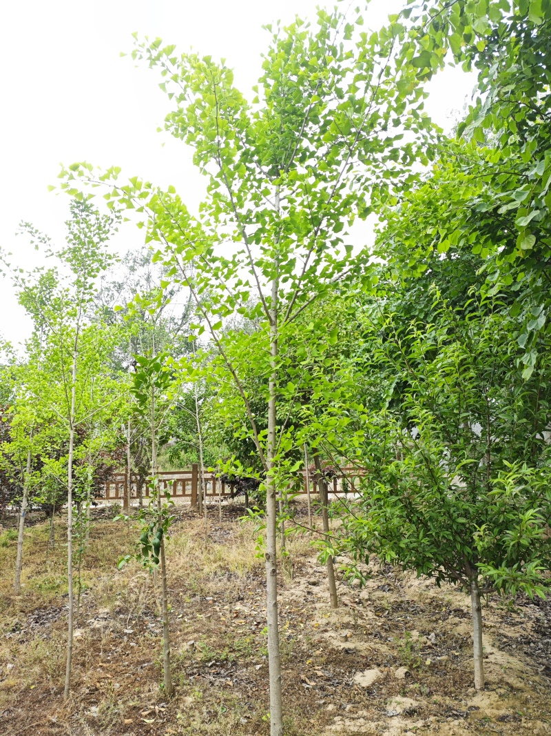 银杏4~8公分量大产地直发，欢迎咨询欢迎实地看货