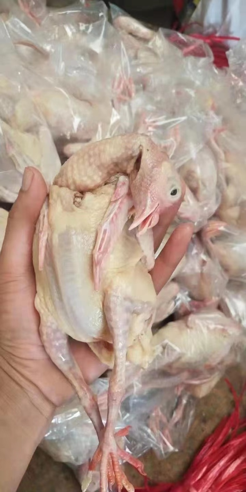 鸽子，乳鸽肉精品乳鸽厂家现货批发各种规格都有