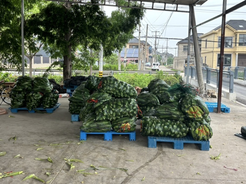 50斤/包精挑细选慈溪本地玉米上市需要联系我