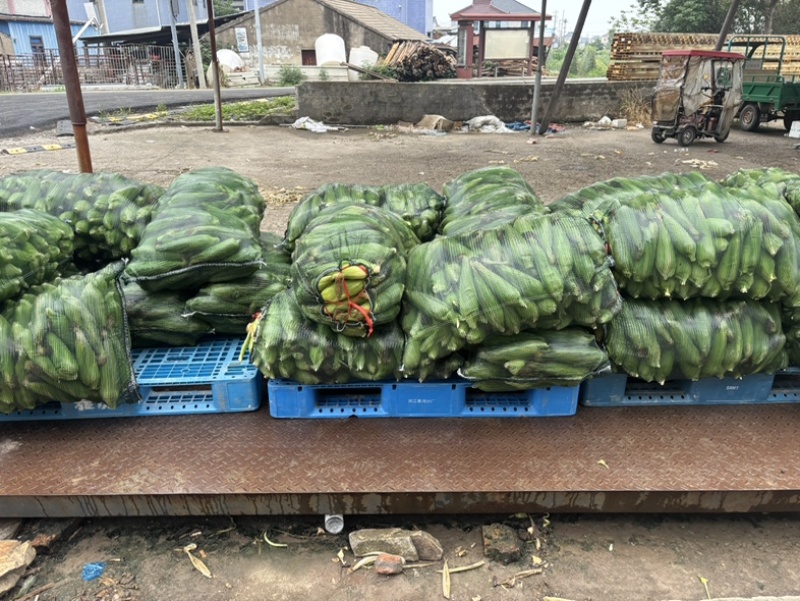 50斤/包精挑细选慈溪本地玉米上市需要联系我