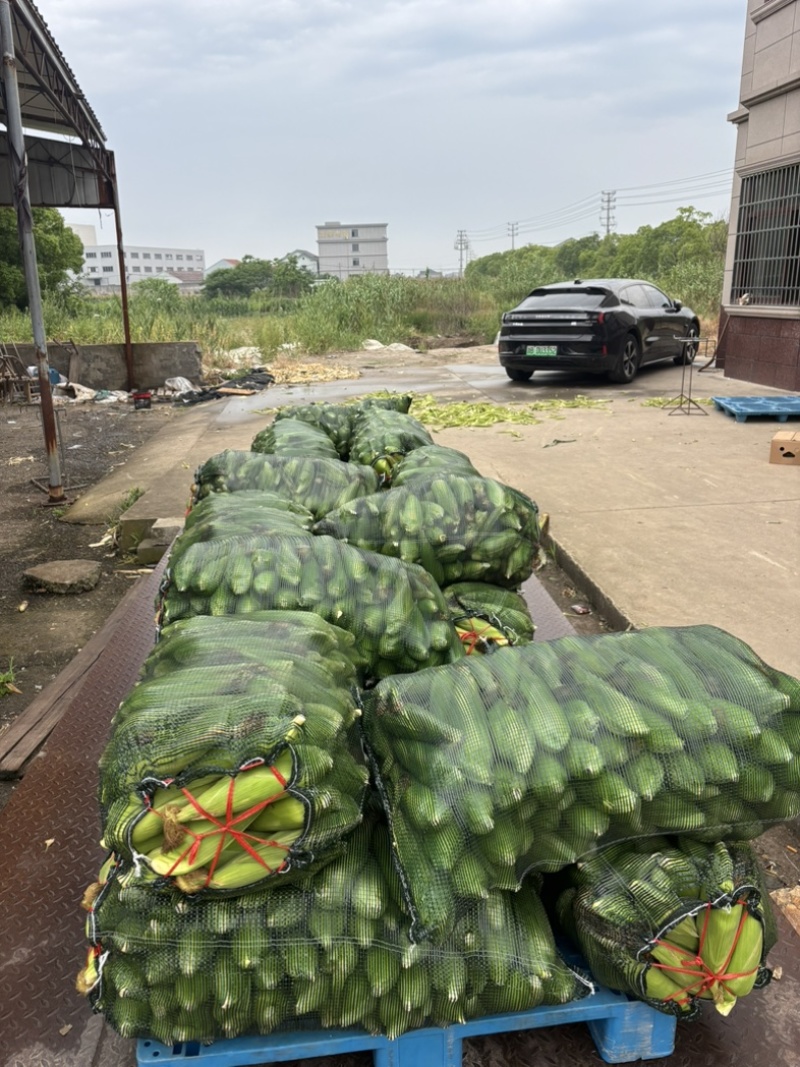 50斤/包精挑细选慈溪本地玉米上市需要联系我