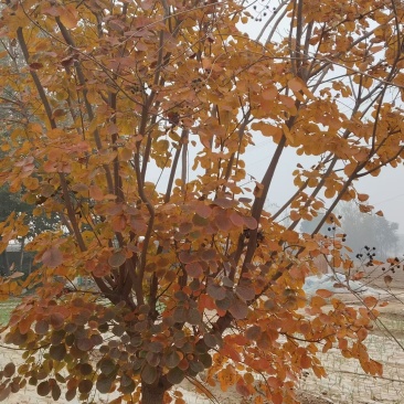 黄栌树苗基地，4~12公分的大量有货，欢迎咨询实地看货。
