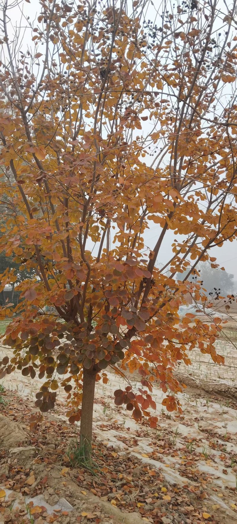 黄栌树苗基地，4~12公分的大量有货，欢迎咨询实地看货。