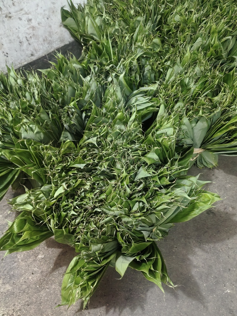 新鲜粽叶