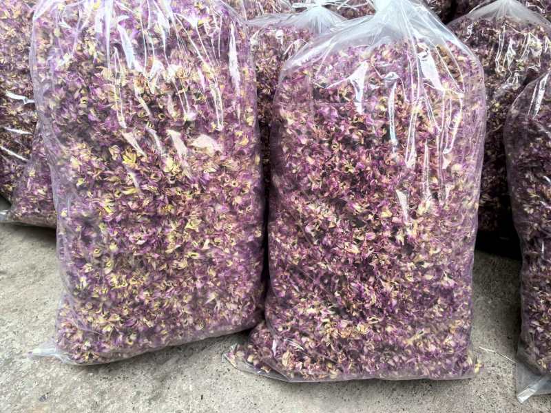 紫色石斛花花型完整现货囤货量大从优支持整车发货