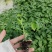 番茄苗，大番茄苗红果跟粉果