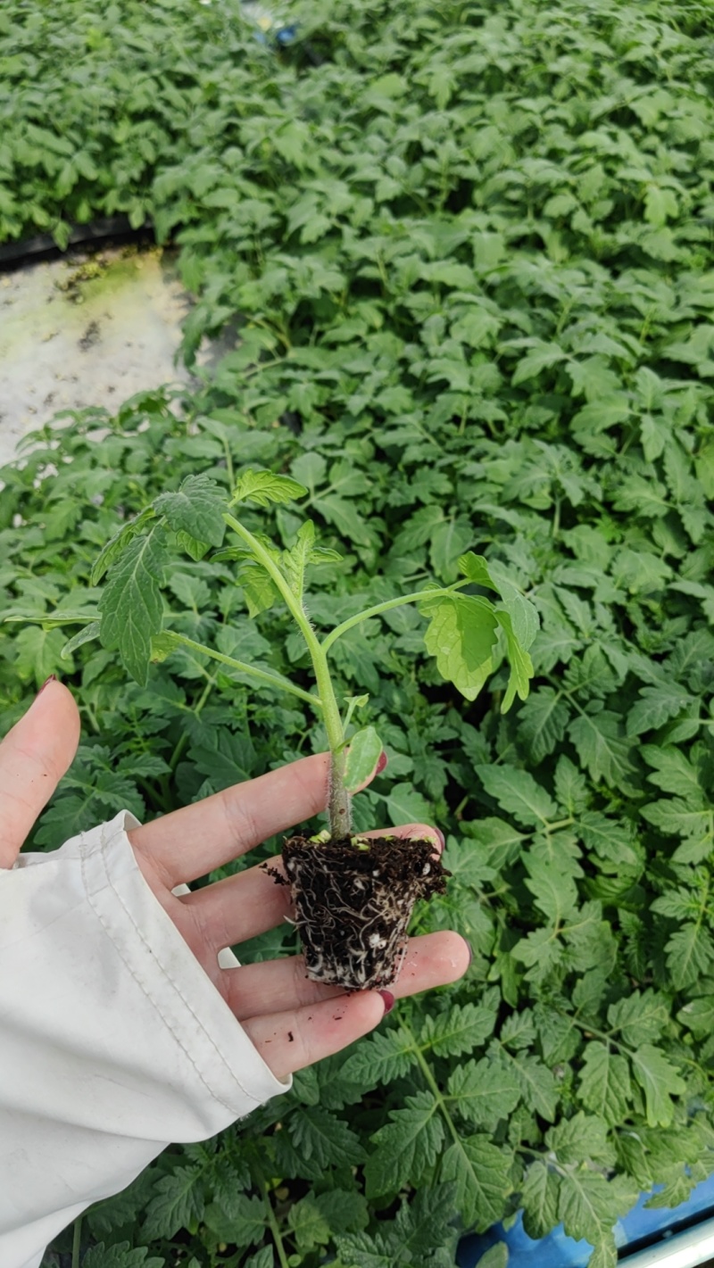 番茄苗，大番茄苗红果跟粉果