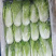 特菜黄白苗