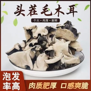 江苏毛木耳
