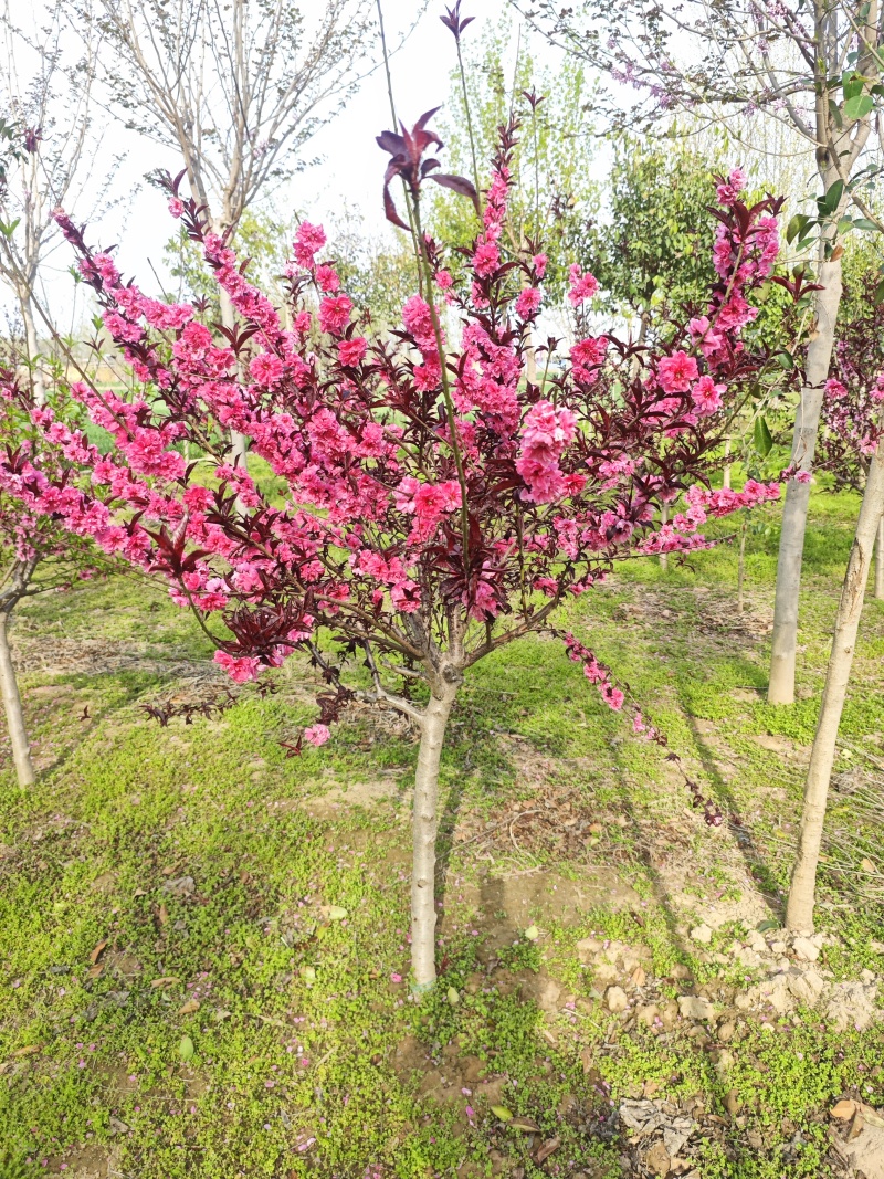 红叶碧桃树，树形优美大量供货产地直发欢迎咨询