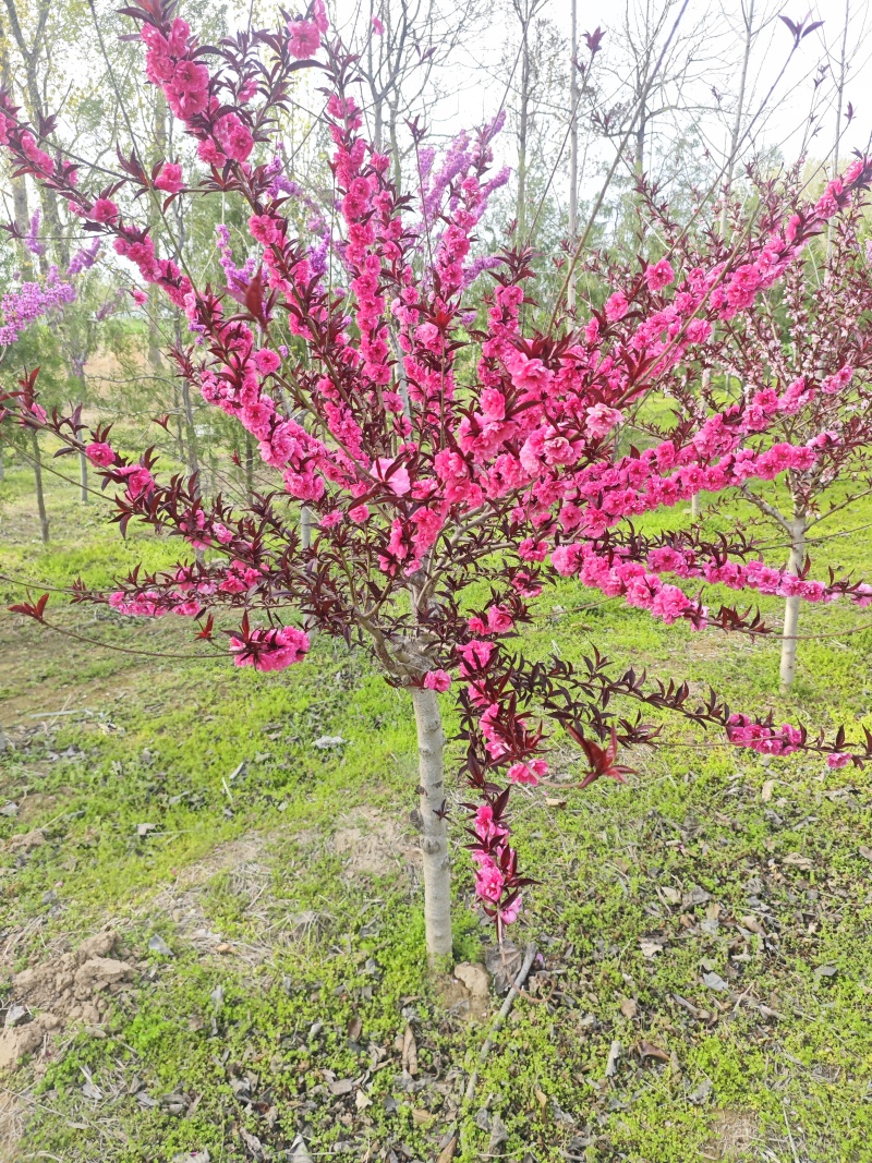 红叶碧桃树，树形优美大量供货产地直发欢迎咨询