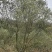 26年预出售5000棵，10公分以上的橄榄树出售