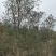 26年预出售5000棵，10公分以上的橄榄树出售