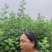 河南新鲜艾草菖蒲基地直供一件代发样