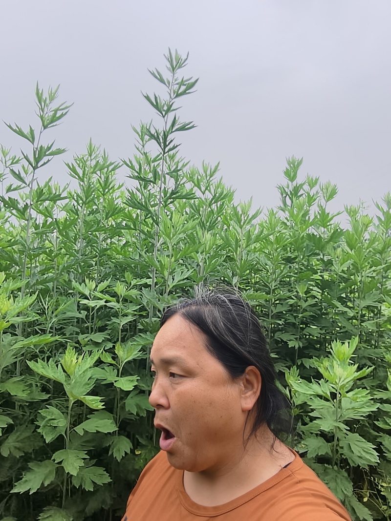 河南新鲜艾草菖蒲基地直供一件代发样