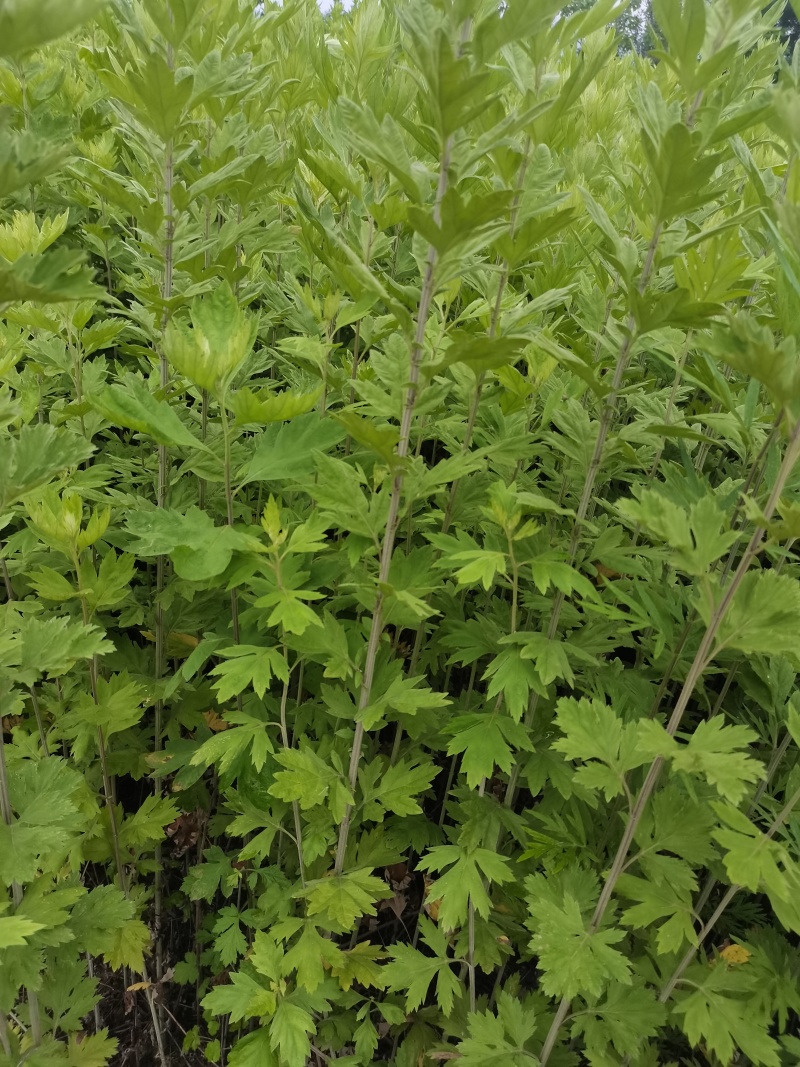 河南新鲜艾草菖蒲基地直供一件代发样