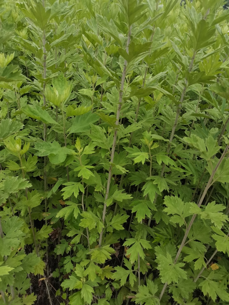 河南新鲜艾草菖蒲基地直供一件代发样
