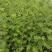 河南新鲜艾草菖蒲基地直供一件代发样