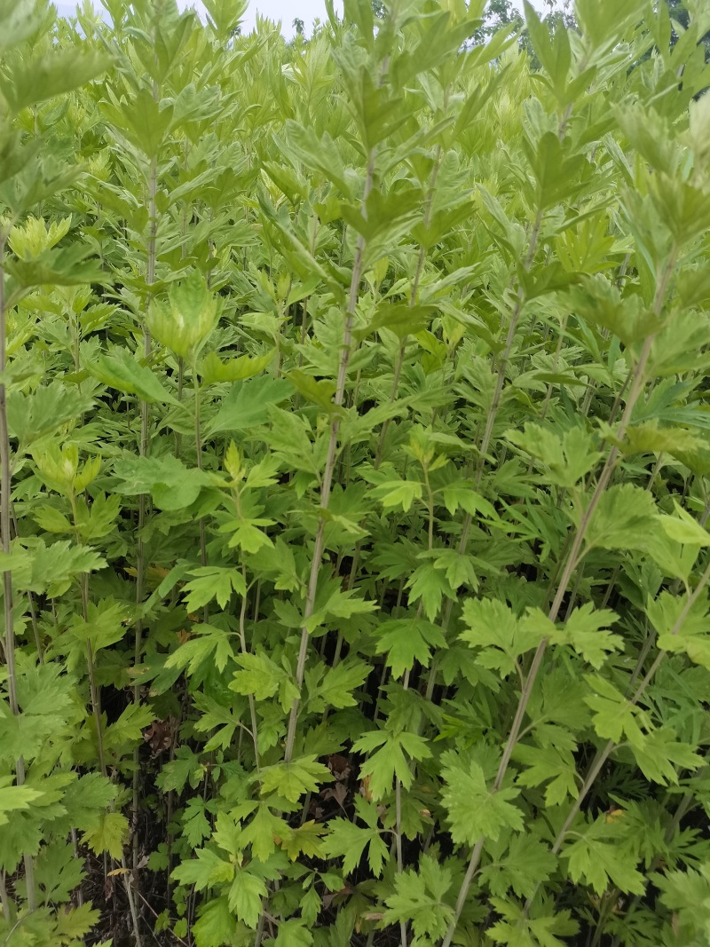 河南新鲜艾草菖蒲基地直供一件代发样
