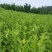 河南新鲜艾草菖蒲基地直供一件代发样