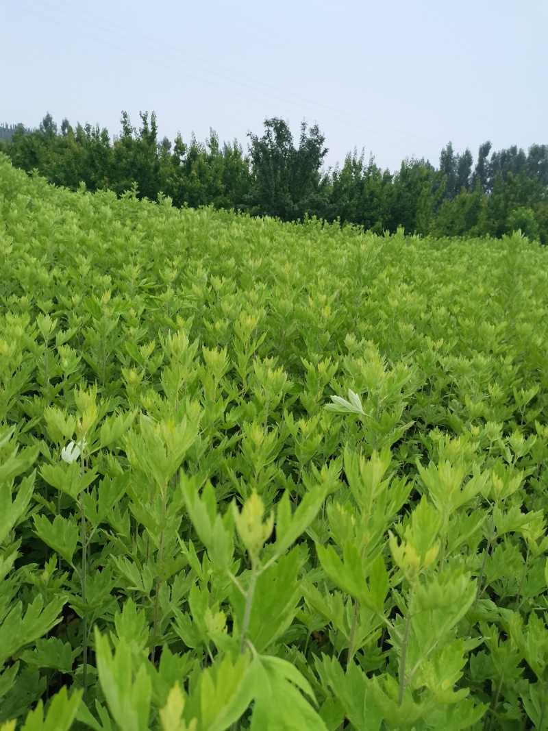 河南新鲜艾草菖蒲基地直供一件代发样
