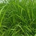 河南新鲜艾草菖蒲基地直供一件代发样