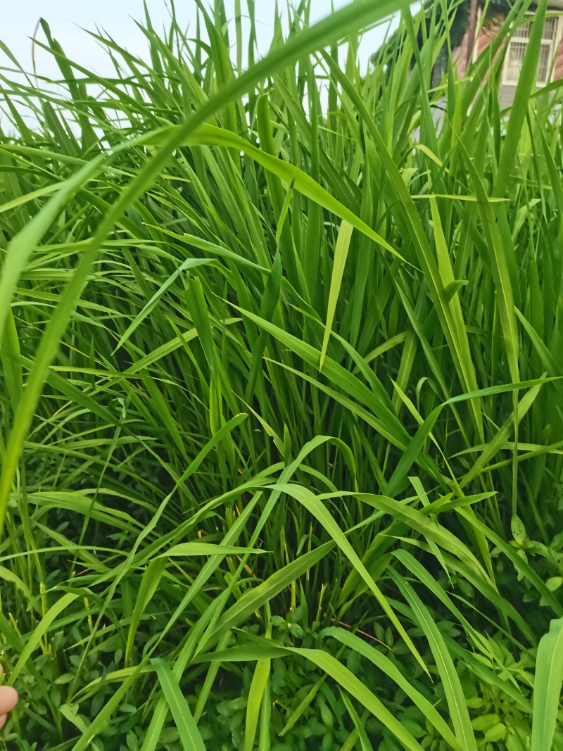 河南新鲜艾草菖蒲基地直供一件代发样