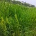 河南新鲜艾草菖蒲基地直供一件代发样