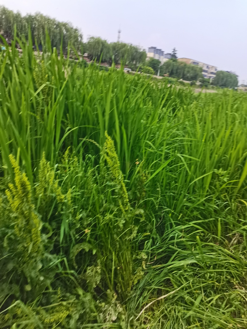 河南新鲜艾草菖蒲基地直供一件代发样