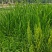河南新鲜艾草菖蒲基地直供一件代发样