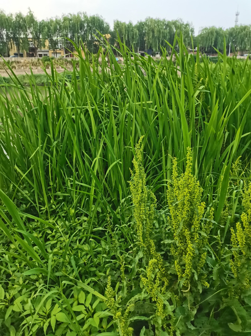 河南新鲜艾草菖蒲基地直供一件代发样