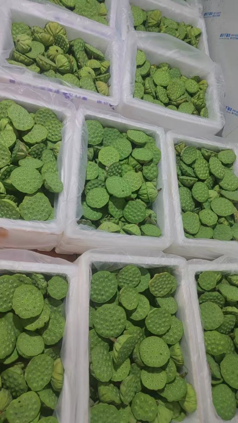 海南三亚水果莲蓬大量上市基地直供全国各地航空直飞