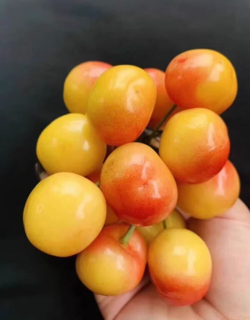 布鲁克斯大樱桃，冰糖脆现货新鲜当季水果，现摘包邮到家！