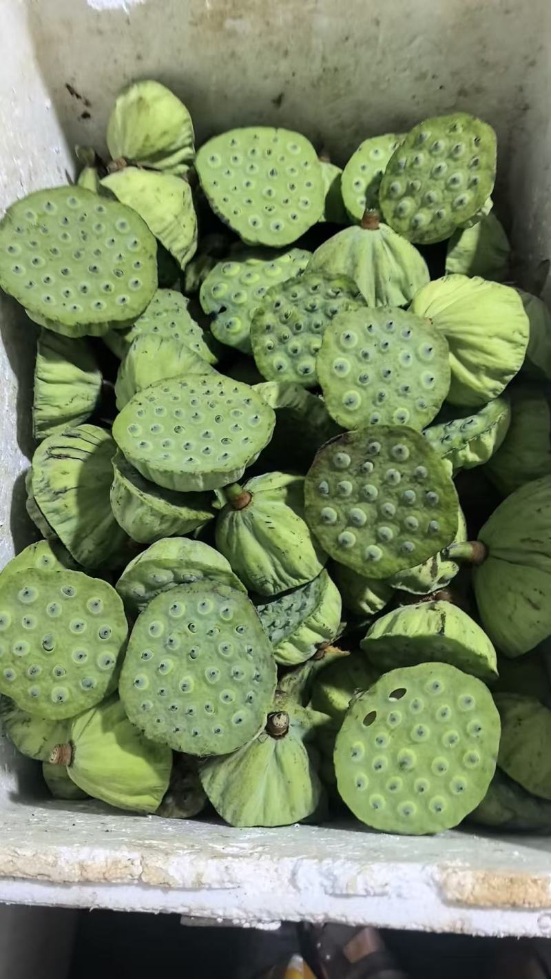 海南新鲜莲蓬二级果，剥莲子米**便宜出售