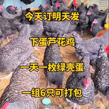 生态散养芦花鸡活体成鸡防疫到位，品质优良，量大价优