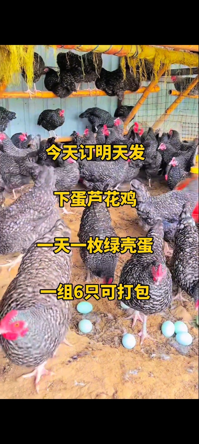 生态散养芦花鸡活体成鸡防疫到位，品质优良，量大价优