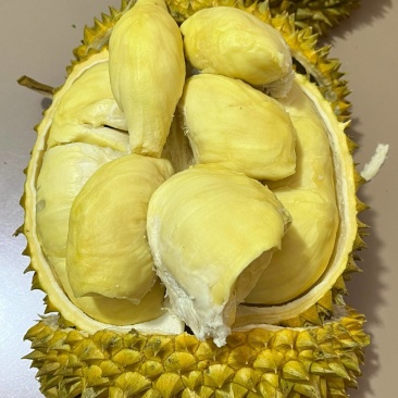 泰国金枕榴莲一手货源