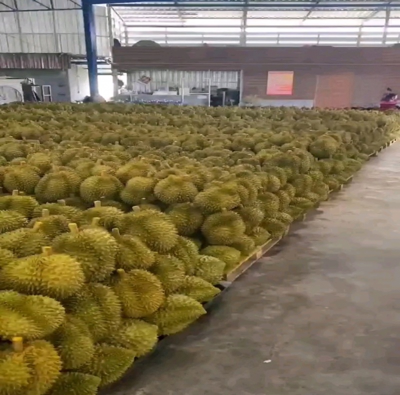 泰国金枕榴莲一手货源