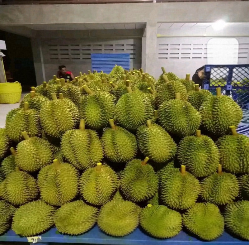 泰国金枕榴莲一手货源