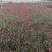 绿化苗木山桃草#基地批发#适合庭院花园小区绿化带两侧
