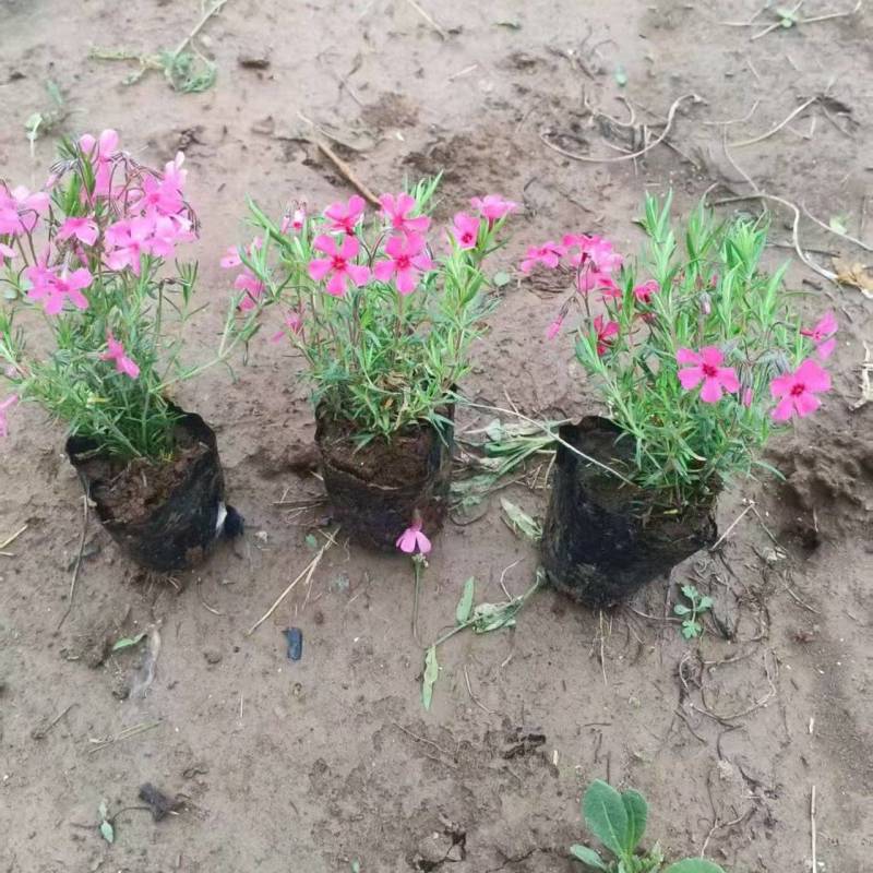 绿化苗木芝樱#基地批发#适合庭院花园小区绿化带