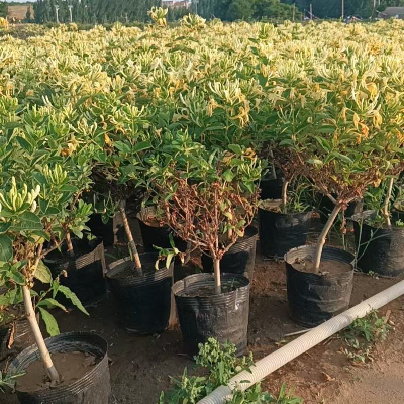 精品金银花苗，盆栽苗，一年四季都开花，满园飘香，