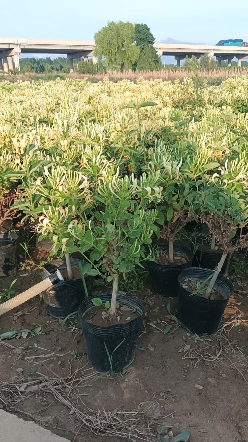 精品金银花苗，盆栽苗，一年四季都开花，满园飘香，