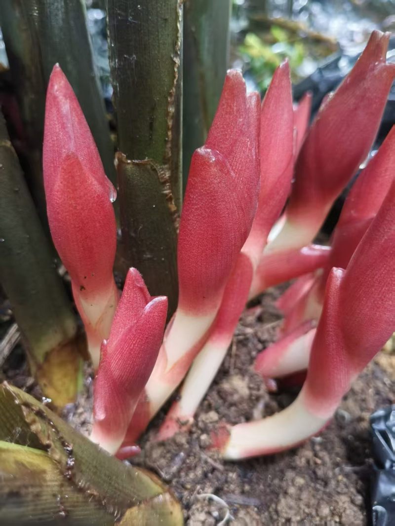 阳荷笋出来啦