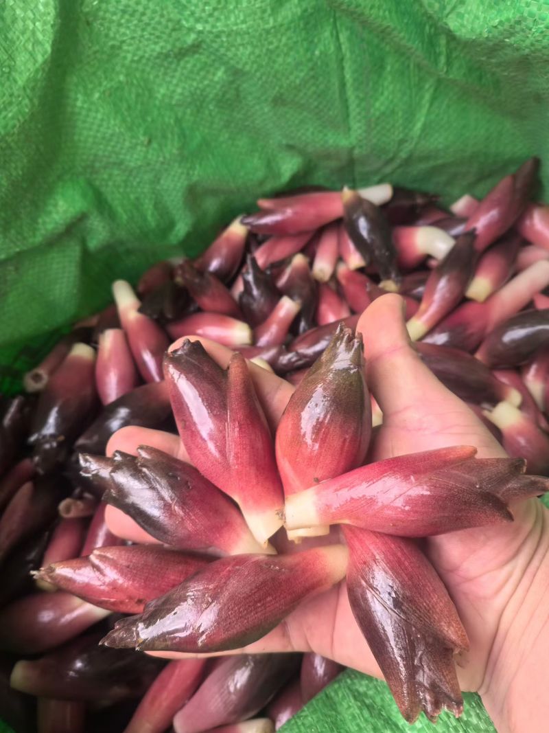 阳荷笋出来啦