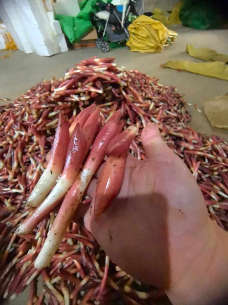 阳荷笋出来啦