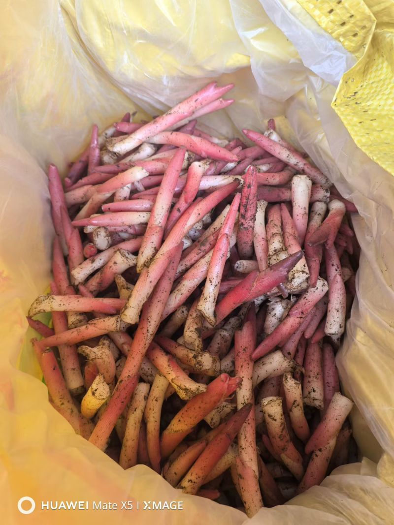 阳荷笋出来啦