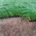 绿化苗木粉黛乱子草#基地批发#适合庭院花园小区