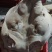 8~10斤无耳猪头大量有货