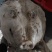 8~10斤无耳猪头大量有货